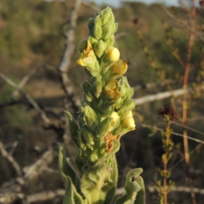 Verbascum thapsus subsp. thapsus (Great Mullein, Aaron's Rod) at Bullen Range - 22 Jan 2020 by michaelb