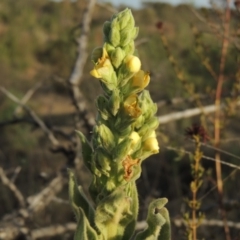 Verbascum thapsus subsp. thapsus (Great Mullein, Aaron's Rod) at Greenway, ACT - 22 Jan 2020 by michaelb