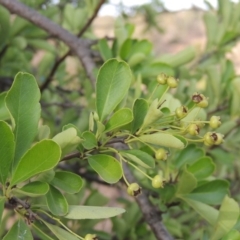 Pyracantha fortuneana (Firethorn) at Bullen Range - 22 Jan 2020 by michaelb