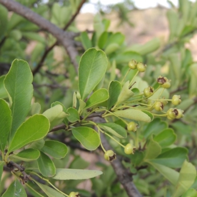 Pyracantha fortuneana (Firethorn) at Bullen Range - 22 Jan 2020 by michaelb