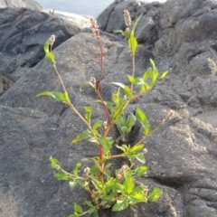 Persicaria lapathifolia (Pale Knotweed) at Greenway, ACT - 22 Jan 2020 by MichaelBedingfield