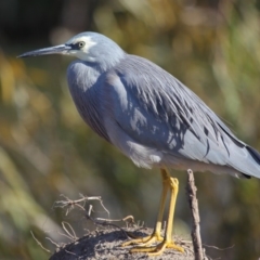 Egretta novaehollandiae (White-faced Heron) at Fyshwick, ACT - 25 May 2020 by TimL