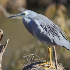 Egretta novaehollandiae at Fyshwick, ACT - 25 May 2020