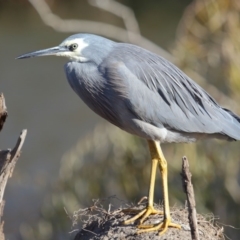 Egretta novaehollandiae at Fyshwick, ACT - 25 May 2020 09:59 AM