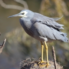 Egretta novaehollandiae at Fyshwick, ACT - 25 May 2020