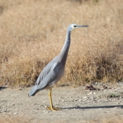 Egretta novaehollandiae at Fyshwick, ACT - 25 May 2020