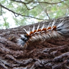 Unidentified Insect at Tathra, NSW - 27 May 2020 by TathraPreschool