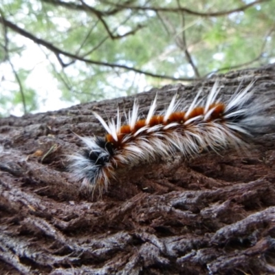 Unidentified Insect at Tathra Public School - 27 May 2020 by TathraPreschool