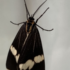 Nyctemera amicus (Senecio Moth, Magpie Moth, Cineraria Moth) at Black Range, NSW - 28 May 2020 by StephH