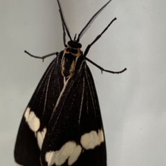 Nyctemera amicus (Senecio or Magpie moth) at Black Range, NSW - 27 May 2020 by Steph H