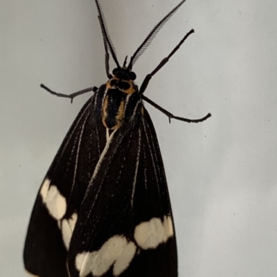 Nyctemera amicus (Senecio Moth, Magpie Moth, Cineraria Moth) at Black Range, NSW - 27 May 2020 by Steph H