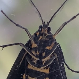 Nyctemera amicus at Black Range, NSW - 28 May 2020