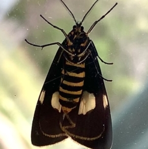 Nyctemera amicus at Black Range, NSW - 28 May 2020