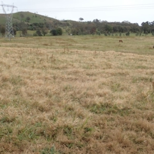 Panicum capillare/hillmanii at Cook, ACT - 26 May 2020