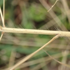 Panicum capillare/hillmanii at Cook, ACT - 26 May 2020 10:31 AM