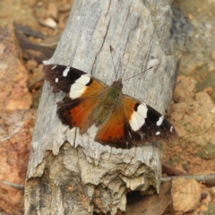 Vanessa itea (Yellow Admiral) at Stromlo, ACT - 25 May 2020 by MatthewFrawley