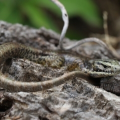 Eulamprus heatwolei (Yellow-bellied Water Skink) at Rosedale, NSW - 17 Jan 2020 by jb2602