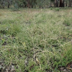 Panicum capillare/hillmanii (Exotic/Invasive Panic Grass) at Cook, ACT - 26 May 2020 by CathB