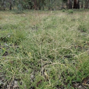 Panicum capillare/hillmanii at Cook, ACT - 26 May 2020