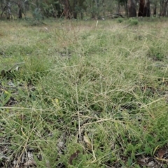 Panicum capillare/hillmanii (Exotic/Invasive Panic Grass) at Cook, ACT - 26 May 2020 by CathB
