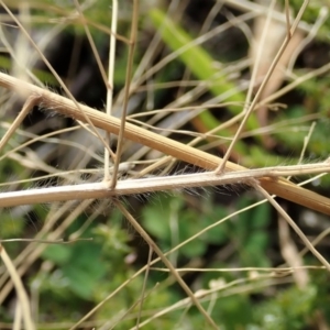 Panicum capillare/hillmanii at Cook, ACT - 26 May 2020