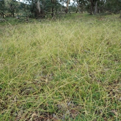 Microlaena stipoides (Weeping Grass) at Cook, ACT - 26 May 2020 by CathB