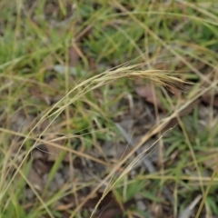 Microlaena stipoides at Cook, ACT - 26 May 2020