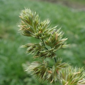 Dactylis glomerata at Cook, ACT - 26 May 2020