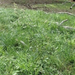 Dactylis glomerata at Cook, ACT - 26 May 2020