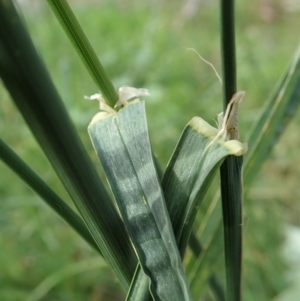 Dactylis glomerata at Cook, ACT - 26 May 2020