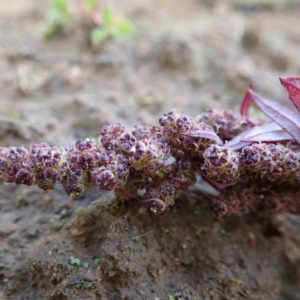 Amaranthus retroflexus at Cook, ACT - 27 May 2020