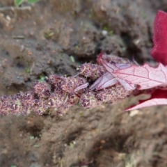 Amaranthus retroflexus at Cook, ACT - 27 May 2020