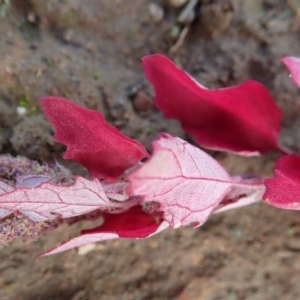 Amaranthus retroflexus at Cook, ACT - 27 May 2020