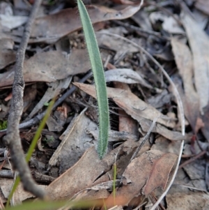 Caladenia atrovespa at Cook, ACT - suppressed