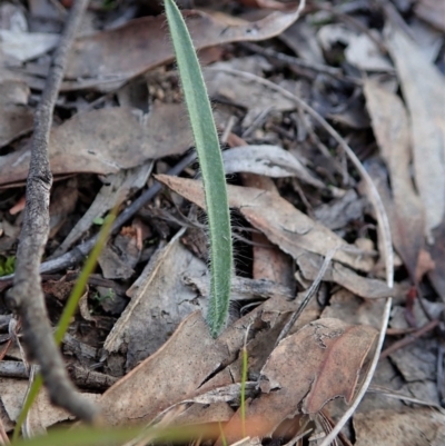 Caladenia atrovespa (Green-comb Spider Orchid) at Cook, ACT - 27 May 2020 by CathB