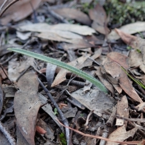 Caladenia atrovespa at Cook, ACT - suppressed