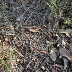 Microtis sp. (Onion Orchid) at Mount Painter - 27 May 2020 by CathB