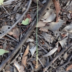 Microtis sp. at Cook, ACT - 27 May 2020