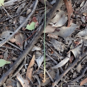 Microtis sp. at Cook, ACT - 27 May 2020