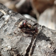 Pogonortalis doclea (Boatman fly) at Cook, ACT - 25 May 2020 by CathB