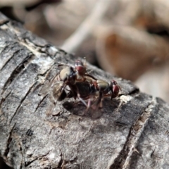 Pogonortalis doclea at Cook, ACT - 25 May 2020