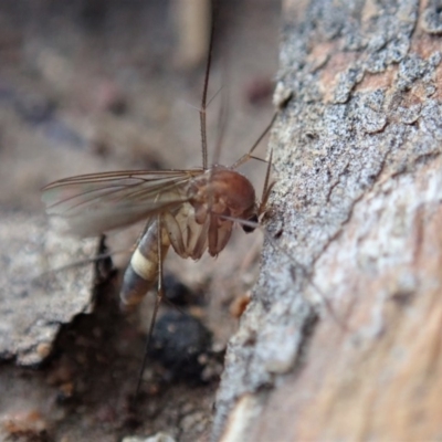 Mycetophilidae (family) (A fungus gnat) at Cook, ACT - 18 May 2020 by CathB