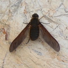 Comptosia sp. (genus) (Unidentified Comptosia bee fly) at Rosedale, NSW - 17 Jan 2020 by jb2602