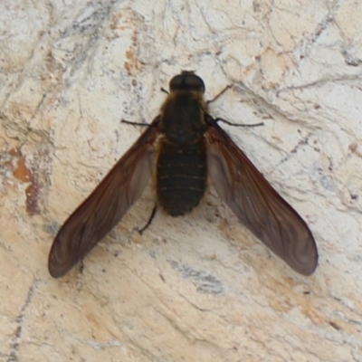 Comptosia sp. (genus) (Unidentified Comptosia bee fly) at Rosedale, NSW - 17 Jan 2020 by jbromilow50
