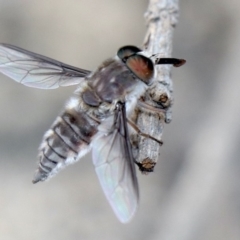 Trichophthalma sp. (genus) (Tangle-vein fly) at Rosedale, NSW - 17 Jan 2020 by jb2602