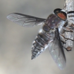 Trichophthalma sp. (genus) at Rosedale, NSW - 17 Jan 2020