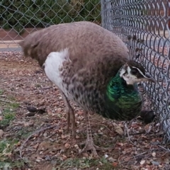 Pavo cristatus (Indian Peafowl) at Majura, ACT - 27 May 2020 by waltraud