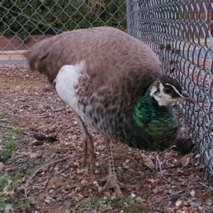 Pavo cristatus at Majura, ACT - 27 May 2020