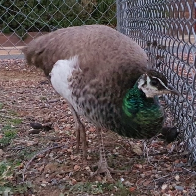 Pavo cristatus (Indian Peafowl) at Majura, ACT - 27 May 2020 by waltraud