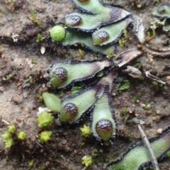 Asterella drummondii (A thallose liverwort) at Black Mountain - 26 May 2020 by RWPurdie